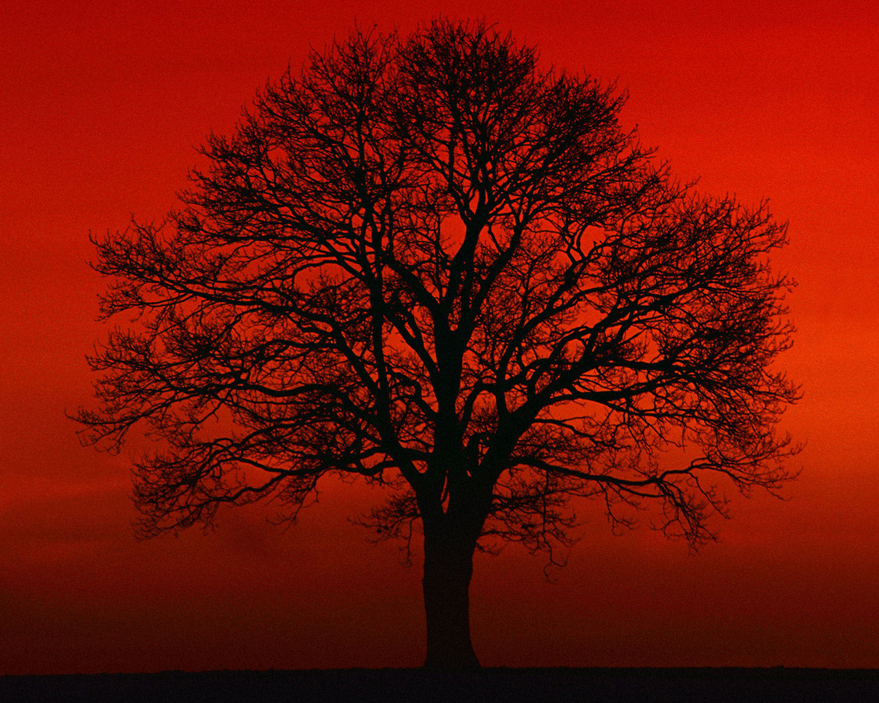 arbre